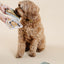 Happy Feelings Lick Mat - Your Pet Connection