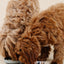 Happy Feelings Lick Mat - Your Pet Connection