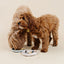 Happy Feelings Lick Mat - Your Pet Connection