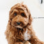 Stay In Place Leash - Your Pet Connection
