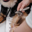 The Detangler - Your Pet Connection