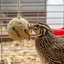 Quail & Gamebird Knödel — Enrichment Feed Ball with Mealworms 2 pack - Your Pet Connection