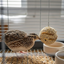 Quail & Gamebird Knödel — Enrichment Feed Ball with Mealworms 2 pack - Your Pet Connection