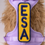 ESA 2x6 Patch - Your Pet Connection