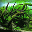 Spiderwood Driftwood Small (4-6") - Your Pet Connection