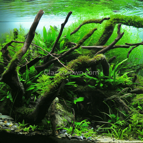 Spiderwood Driftwood Small (4-6") - Your Pet Connection