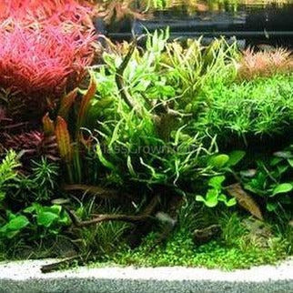 Spiderwood Driftwood Small (4-6") - Your Pet Connection
