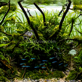 Spiderwood Driftwood Small (4-6") - Your Pet Connection