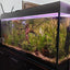 Spiderwood Driftwood Small (4-6") - Your Pet Connection