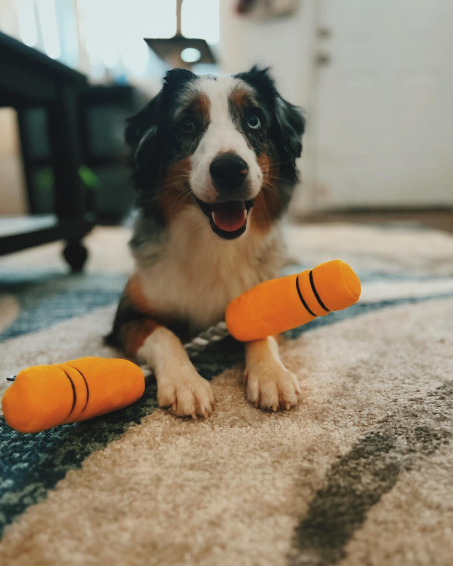 NUNCHUCKS TUG ROPE INTERACTIVE TOY - Your Pet Connection