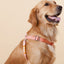 Touchdog ® 'Macaron' 2-in-1 Durable Nylon Dog Harness and Leash