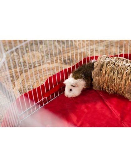 Prevue Pet Products Grass Tunnel - 1098