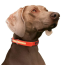 Orange - Play Glow Collar - 22"x1"