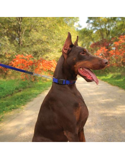 Blue - Play Martingale Collar - 16"-22" x 1"