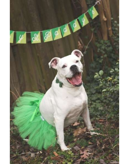 Green - Green Christmas Dog Tutu Skirt (XS) - XS