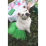 Green - Green Christmas Dog Tutu Skirt (Small) - Small