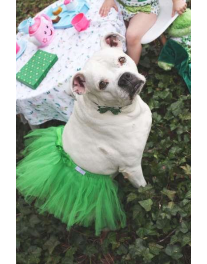 Green - Green Christmas Dog Tutu Skirt (XL) - XL