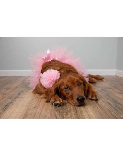 Light Pink - Light Pink Dog Tutu Skirt (Medium) - Medium