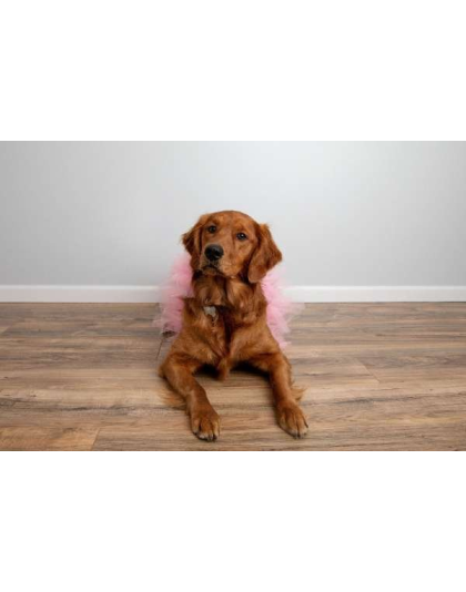 Light Pink - Light Pink Dog Tutu Skirt (Medium) - Medium