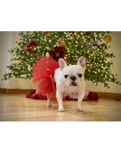 Red - Red Christmas Dog Tutu Skirt (Medium) - Medium