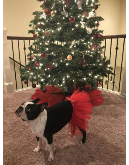 Red - Red Christmas Dog Tutu Skirt (Small) - Small