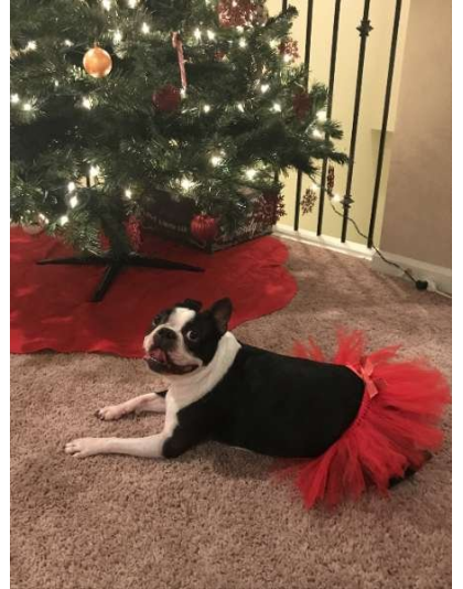 Red - Red Christmas Dog Tutu Skirt (Small) - Small