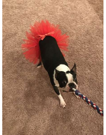 Red - Red Christmas Dog Tutu Skirt (Small) - Small