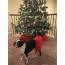 Red - Red Christmas Dog Tutu Skirt (XL) - XL