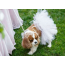 White - White Bridal Dog Tutu Skirt (XS) - XS