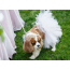 White - White Bridal Dog Tutu Skirt (Small) - Small