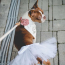 White - White Bridal Dog Tutu Skirt (Small) - Small