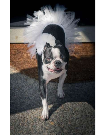 White - White Bridal Dog Tutu Skirt (XS) - XS