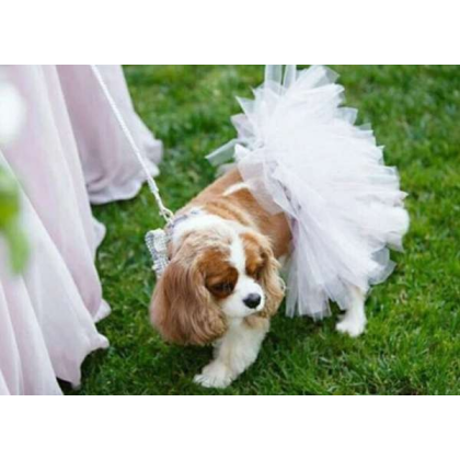 White - White Bridal Dog Tutu Skirt (XXXL) - XXXL