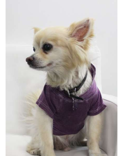 Plum - Doggy Hoodie - Medium