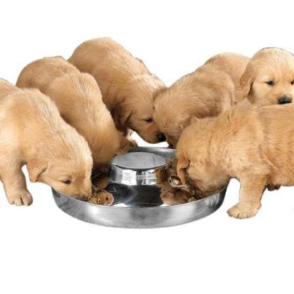 ProSelect Puppy Dish 11In - 11in