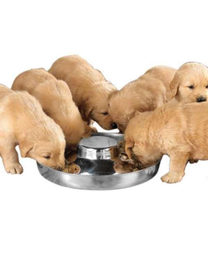 ProSelect Puppy Dish 11In - 11in