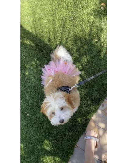 Pink - Pink Pom Pom Dog Tutu Skirt (Small) - Small