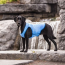 Blue - GF Pet ElastoFit Ice Vest - Large