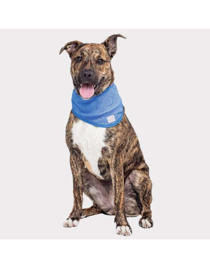 Blue - GF Pet  Ice Band   - XS