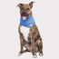 Blue - GF Pet  Ice Band   - XS