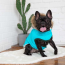 Aqua - GF Pet  Winter Sailor Parka  - 2XS