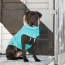 Aqua - GF Pet  Winter Sailor Parka  - 2XS