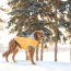 Yellow - GF Pet  Winter Sailor Parka  - 2XS