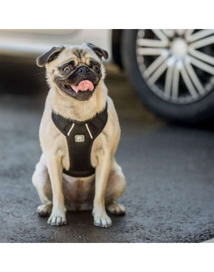 Black - GF Pet  Travel Harness - Medium