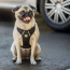 Black - GF Pet  Travel Harness - Small