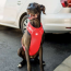 Red - GF Pet  Travel Harness - 2XS