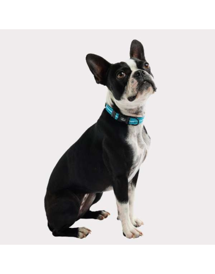 Neon Blue - GF Pet  Reflective Collar - Large-Wide