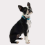 Neon Blue - GF Pet  Reflective Collar - Large-Wide