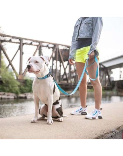 Neon Blue - GF Pet  Reflective Collar - Large-Wide