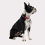 Red - GF Pet  Reflective Collar - Small